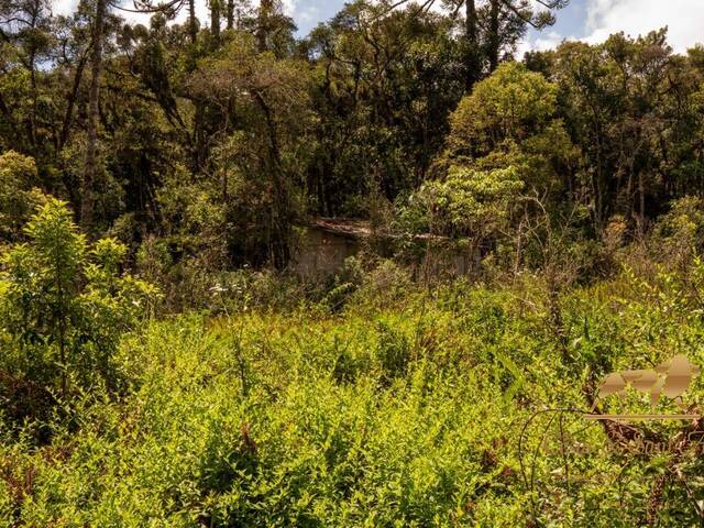 #455 - Terreno para Venda em Campos do Jordão - SP - 3