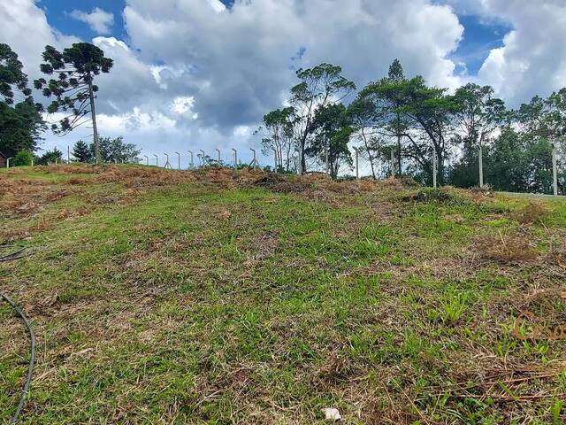 #463 - Terreno para Venda em Campos do Jordão - SP - 3