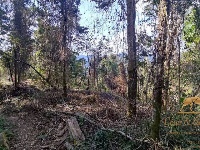 #574 - Terreno para Venda em Campos do Jordão - SP - 3