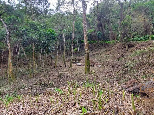 #591 - Terreno para Venda em Campos do Jordão - SP - 3