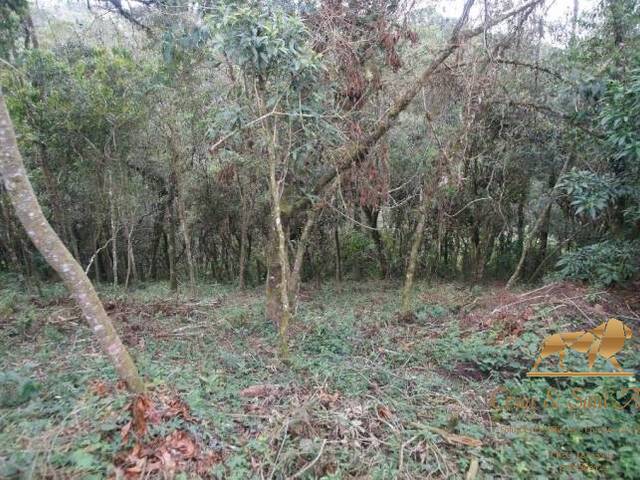 Terreno para Venda em Campos do Jordão - 4