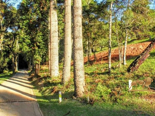 #TE0050 - Terreno para Venda em Campos do Jordão - SP - 3