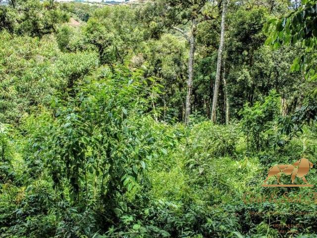 Terreno para Venda em Campos do Jordão - 4