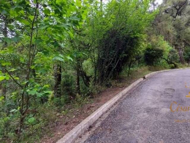 #TE0086 - Terreno para Venda em Campos do Jordão - SP - 3