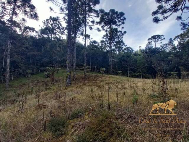 Terreno para Venda em Campos do Jordão - 4